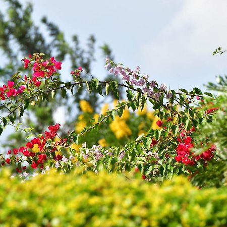 Tanzanice Farm Lodge カラトゥ エクステリア 写真